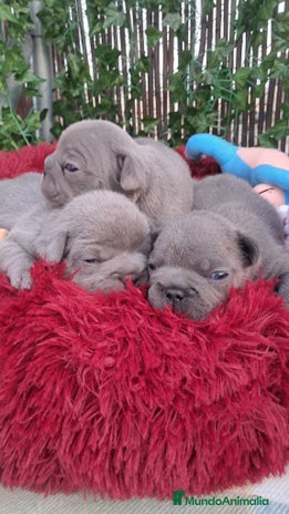 Bulldog Francés perros - Anuncio 1