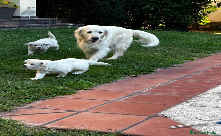 Golden Retriever perros en venta - Anuncio 2