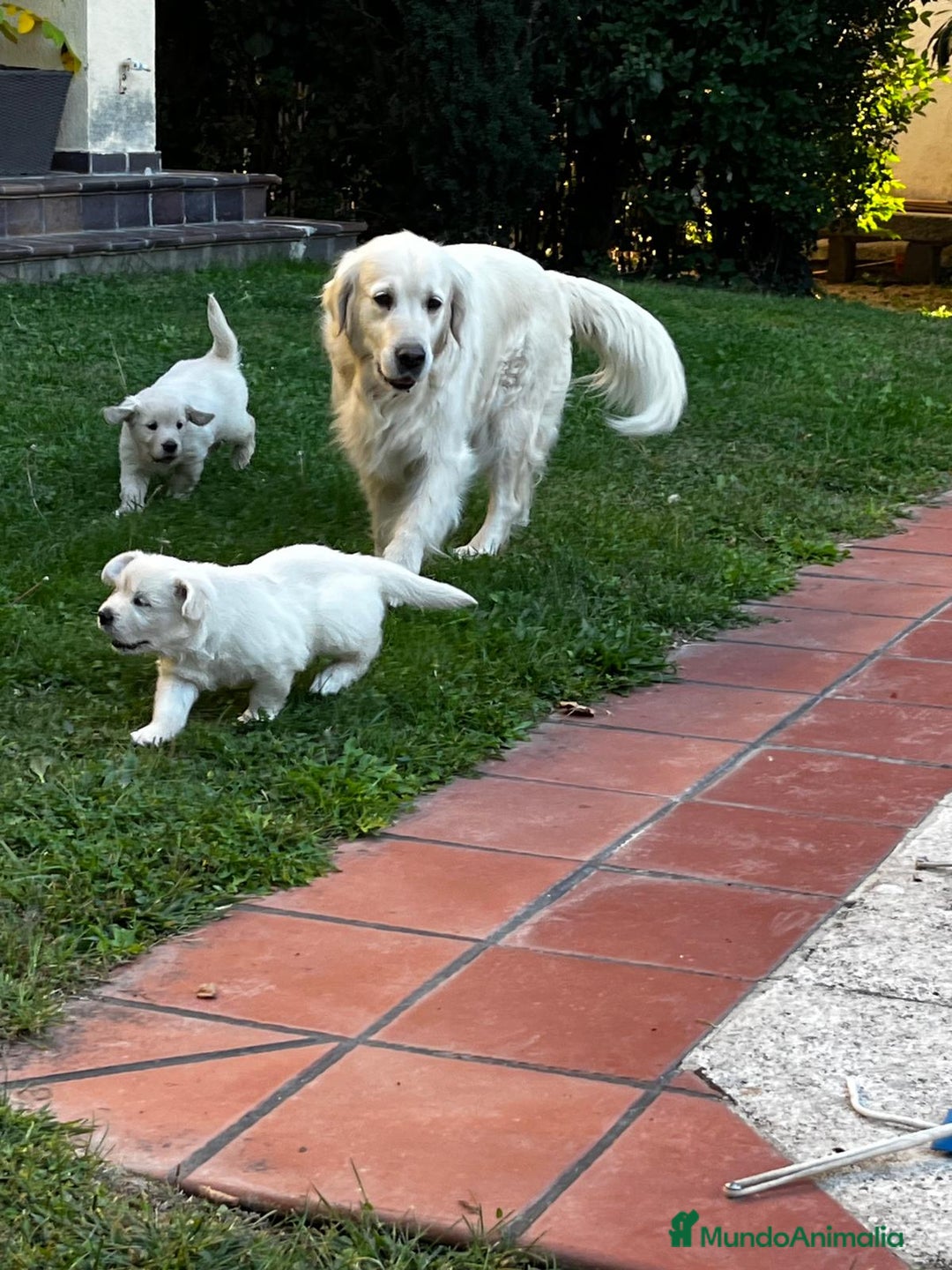 Golden Retriever perros en venta: Espectacular camada de Golden Retriever - Imagen 1