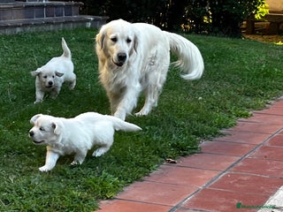 Golden Retriever perros - Anuncio 7