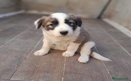 Border Collie perros en venta: BORDER COLLIE SABLE - Imagen 9