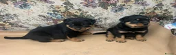Rottweiler perros en venta: Rottweiler  - Anuncio 2