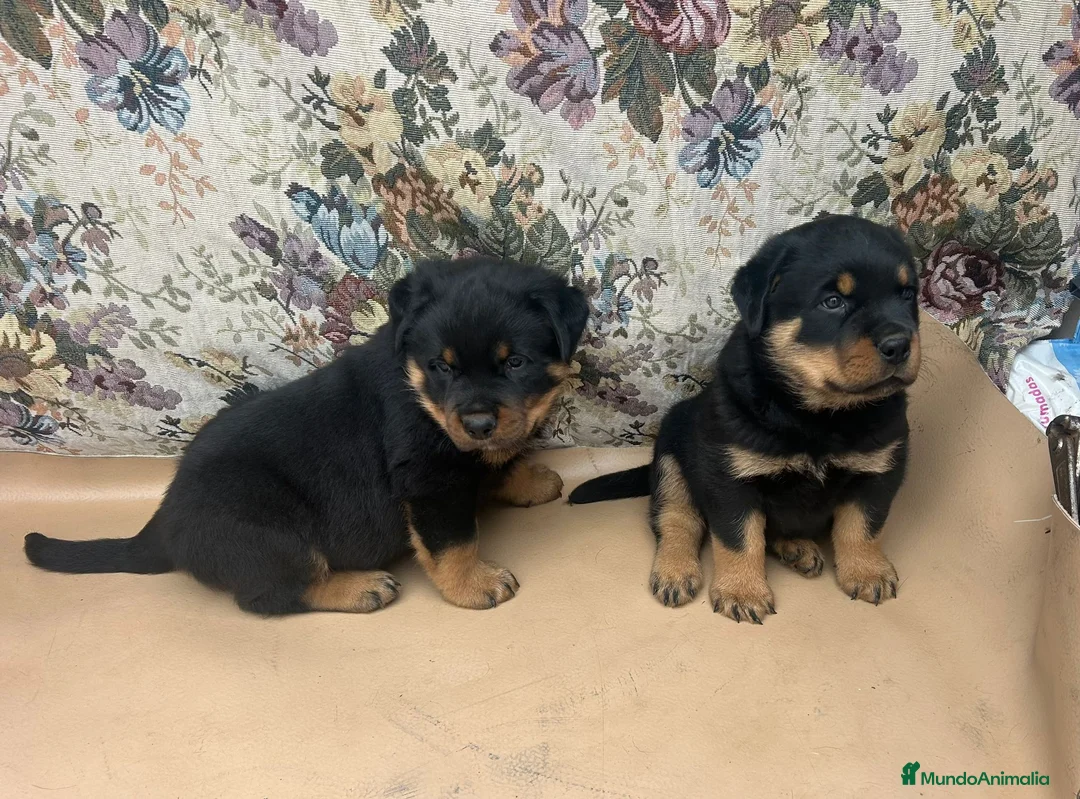Rottweiler perros en venta: Rottweiler  - Anuncio 2