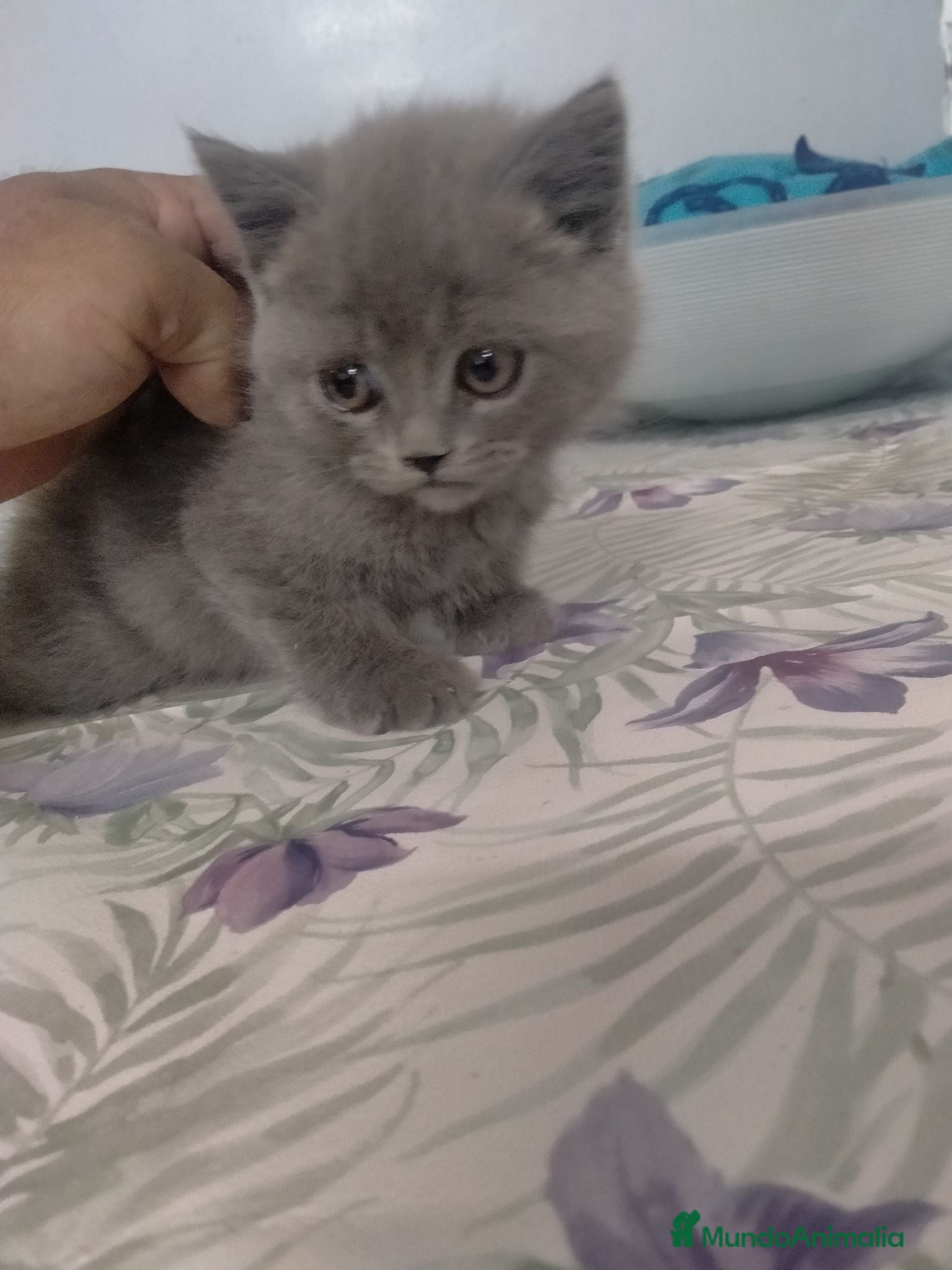 Británico de Pelo Corto gatos Gatitos British  - Anuncio 2