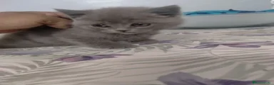 Británico de Pelo Corto 1
