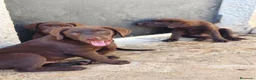 Labrador Retriever perros en venta: Labrador retriever chocolate  - Anuncio 7