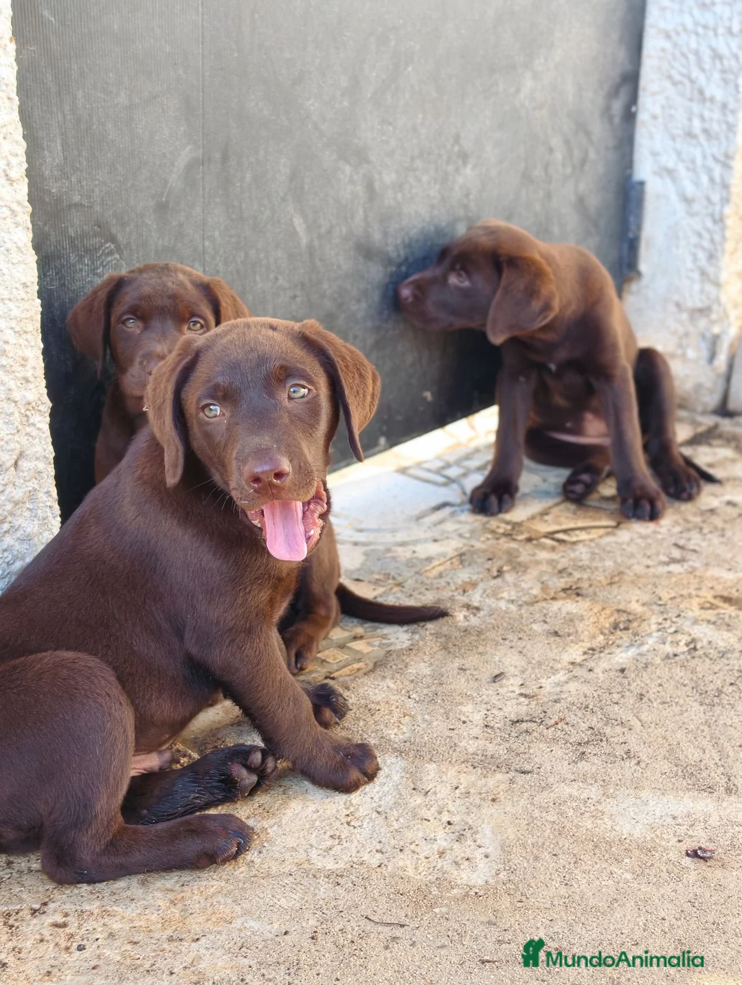Labrador Retriever perros en venta: Labrador retriever chocolate  - Anuncio 7