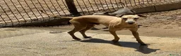 Pequeño Lebrel Italiano perros para monta: DISPONIBLE PICCOLO LEBREL ITALIANO PARA MONTAS - Anuncio 1