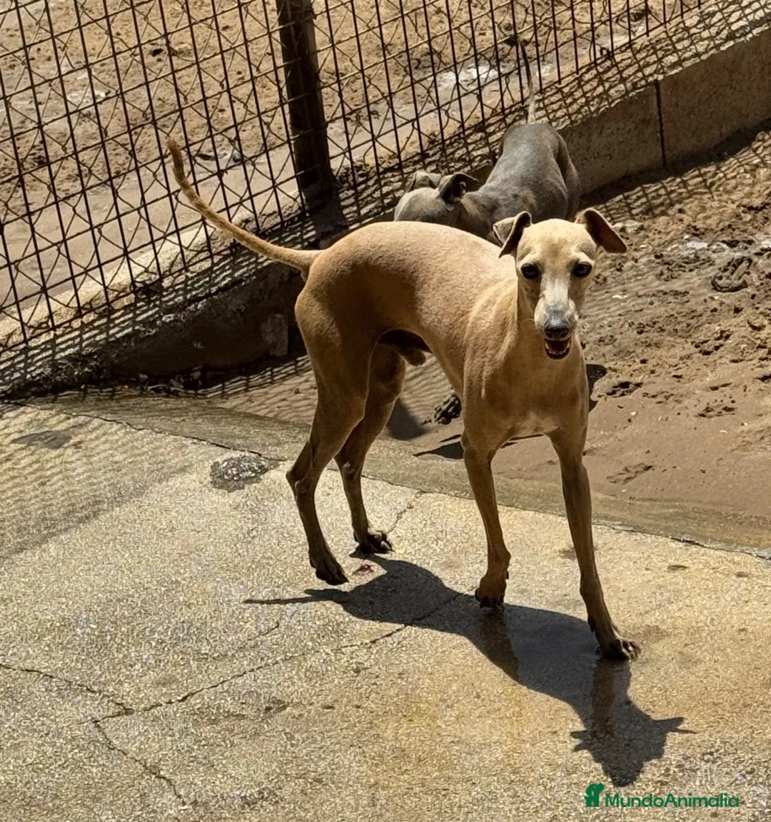 Pequeño Lebrel Italiano perros para monta: DISPONIBLE PICCOLO LEBREL ITALIANO PARA MONTAS - Anuncio 1