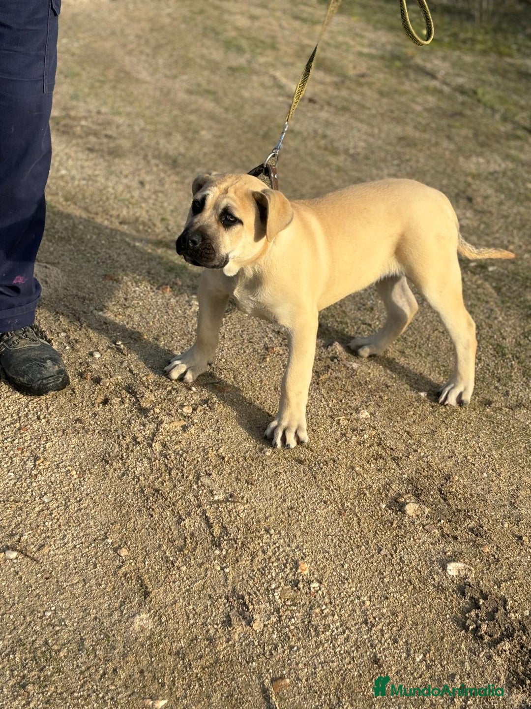 Presa Canario perros en venta: Cachorro macho presa canario - Anuncio 4