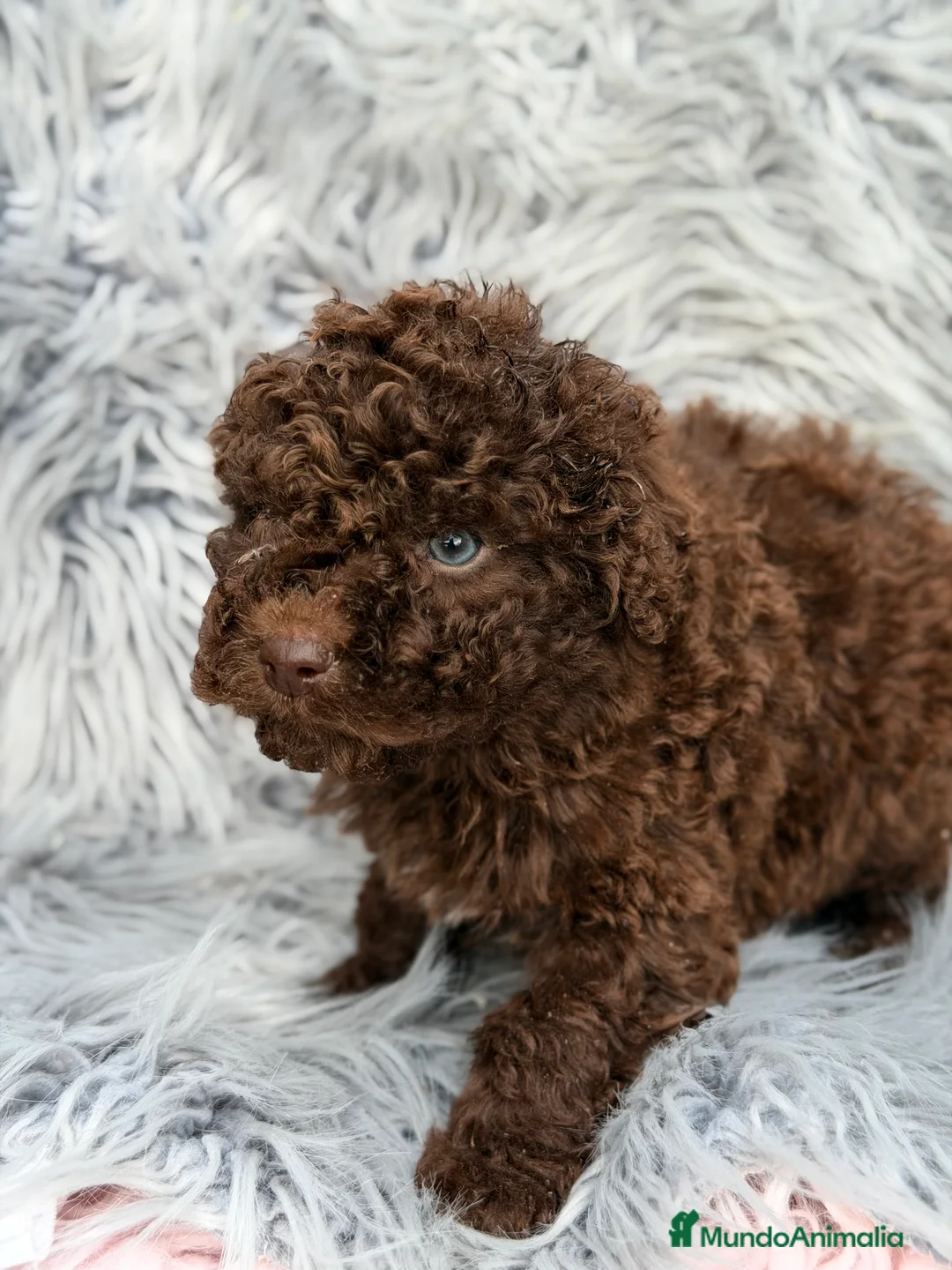 Perro de Agua Español perros en venta: Pdae chocolate  - Anuncio 2