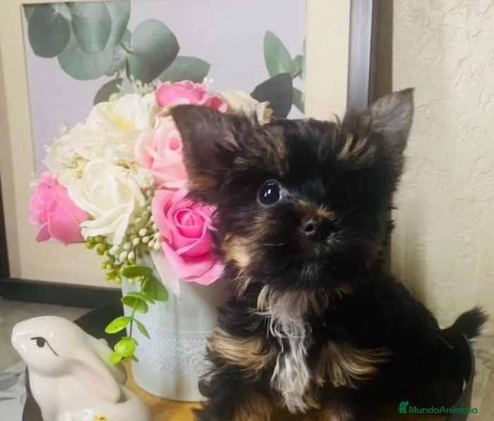 Yorkshire Terrier perros Hembra Yorkshire  - Anuncio 1
