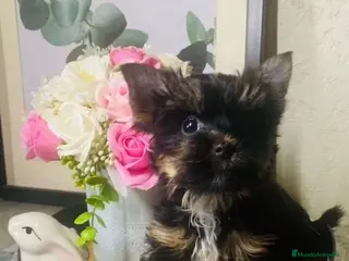 Yorkshire Terrier perros Hembra Yorkshire - Anuncio 1
