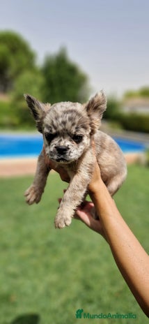 Bulldog Francés perros - Anuncio 6