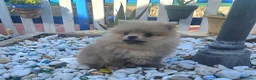 Pomerania perros en venta: Cachorro Pomerania  - Anuncio 1