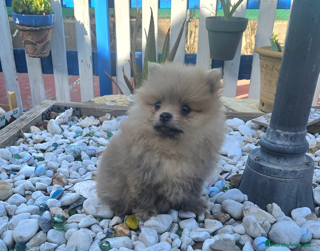 Pomerania perros en venta: Cachorro Pomerania  - Anuncio 1