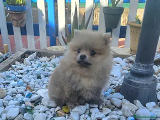 Pomerania perros Cachorro Pomerania - Anuncio 1