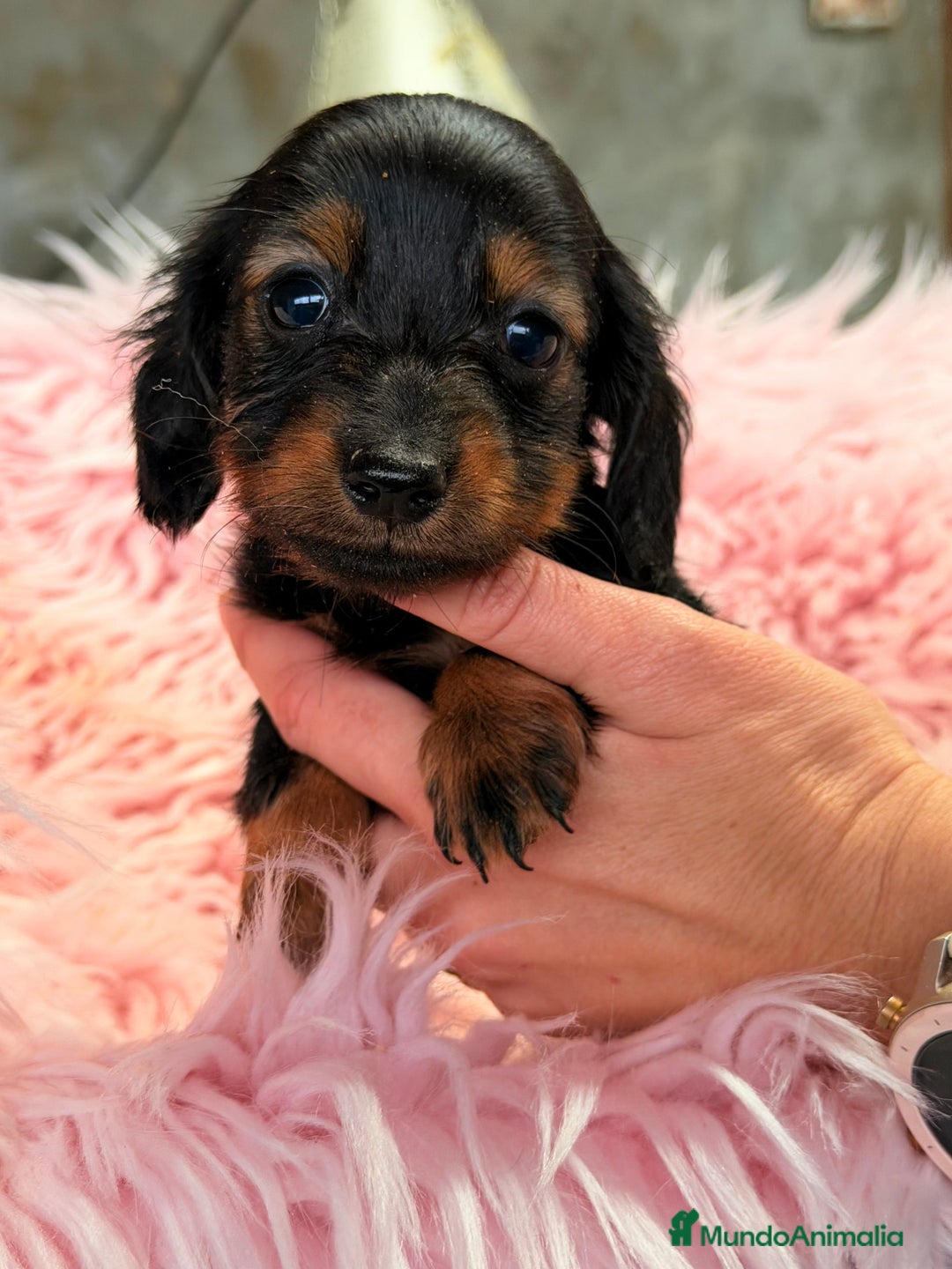 Teckel Miniatura perros en venta: Teckel Kaninchen  - Anuncio 3