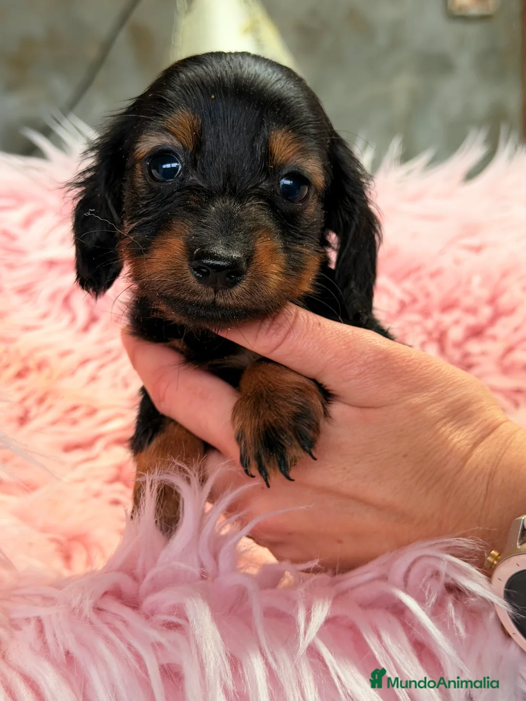 Teckel Miniatura perros en venta: Teckel Kaninchen  - Anuncio 3