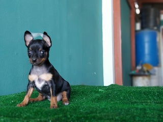 Pinscher Miniatura perros en Ciudad Real - Anuncio 33