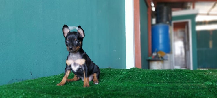 Pinscher Miniatura perros en Ciudad Real - Anuncio 11