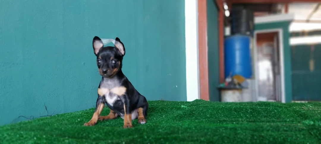 Pinscher Miniatura perros en venta: Pinscher miniatura MADRID  en Ciudad Real - Anuncio 1