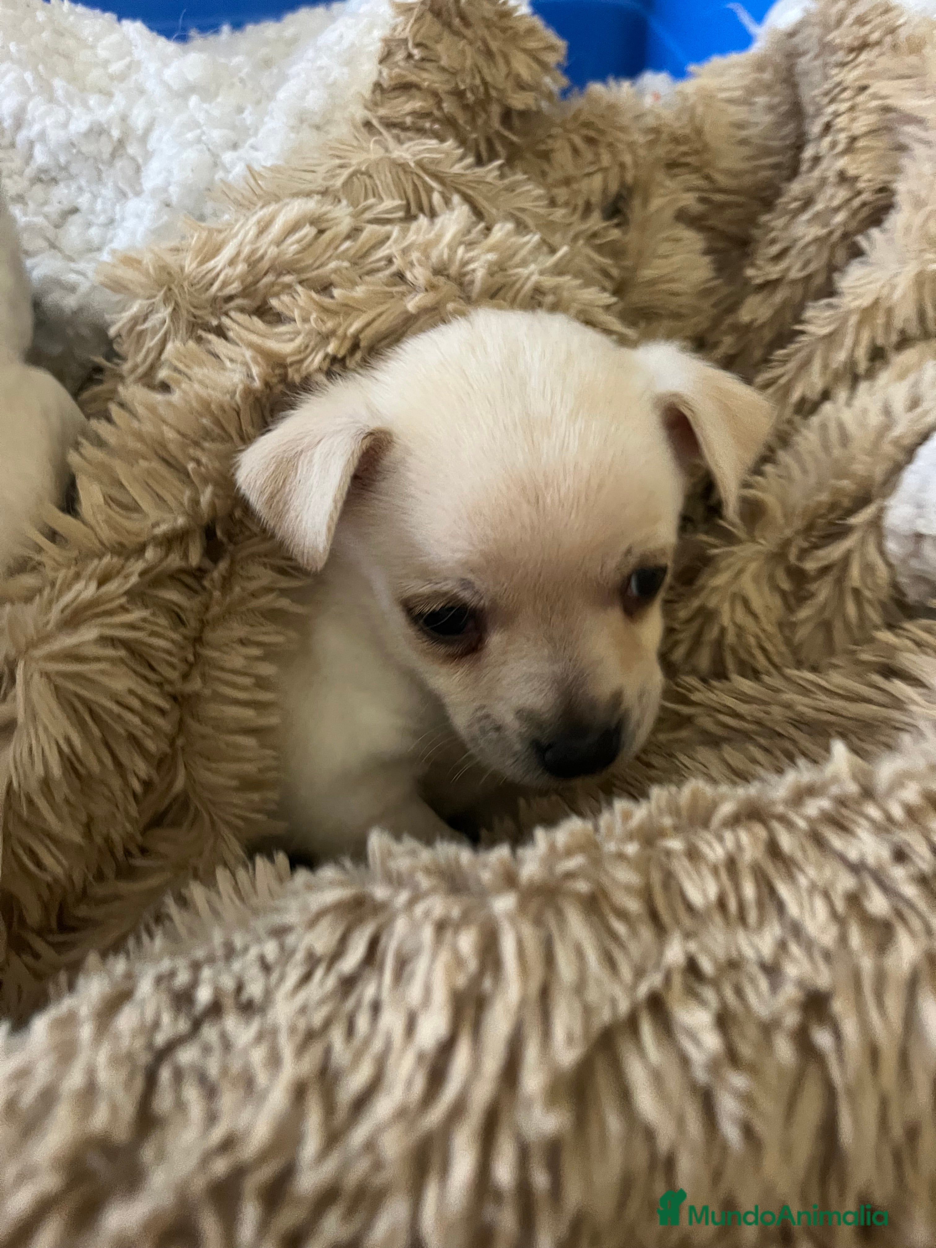 Chihuahua perros Chihuhua - Anuncio 1