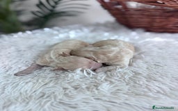 Maltipoo perros en venta: MALTIPOO HEMBRA - Imagen 4
