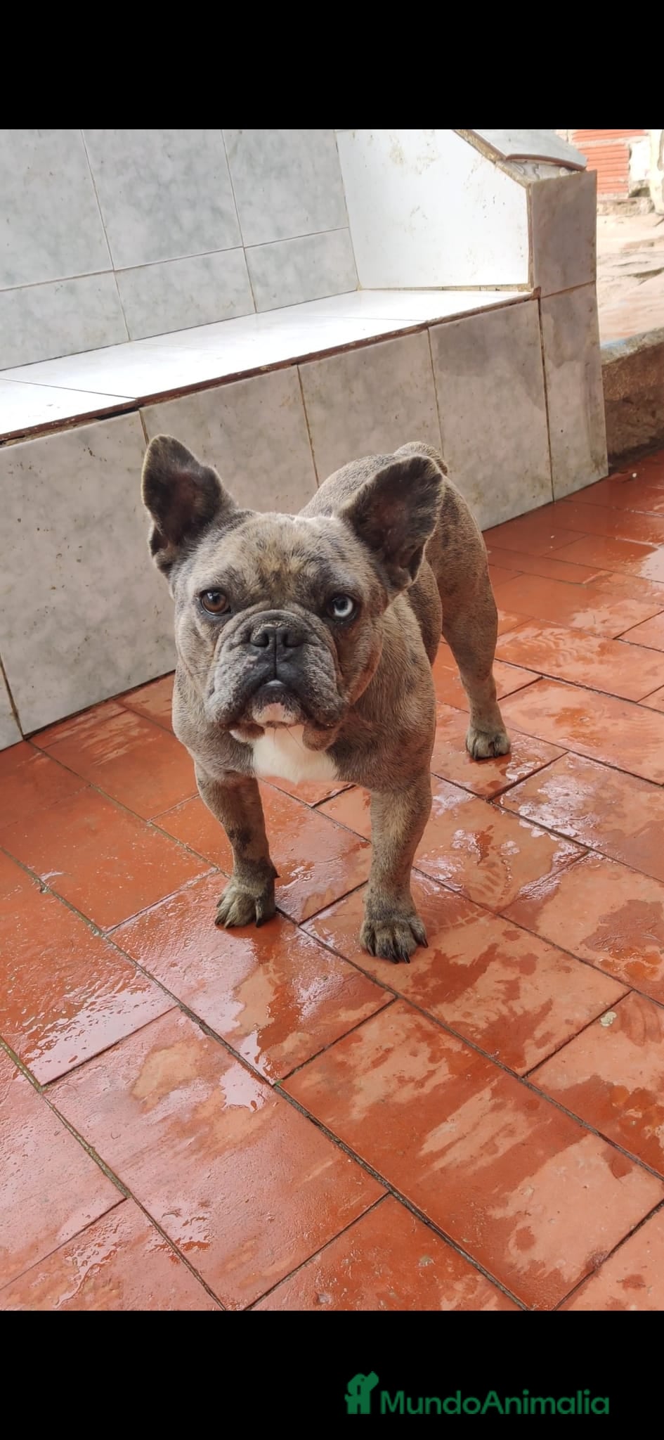 Bulldog Francés perros Bulldog francés blue merle - Anuncio 1