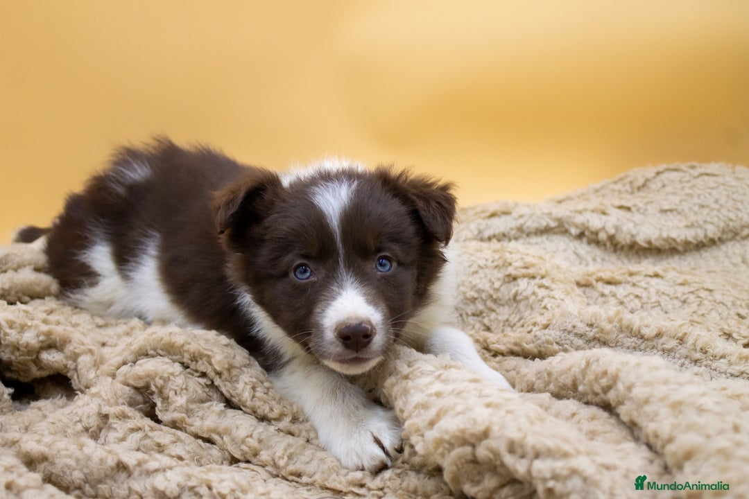 Border Collie perros en venta: CAMADA DE BORDER COLLIE CHOCOLATE - Imagen 5