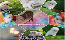 Bichón Maltés perros en venta: Preciosa bichon maltes coreano - Imagen 3