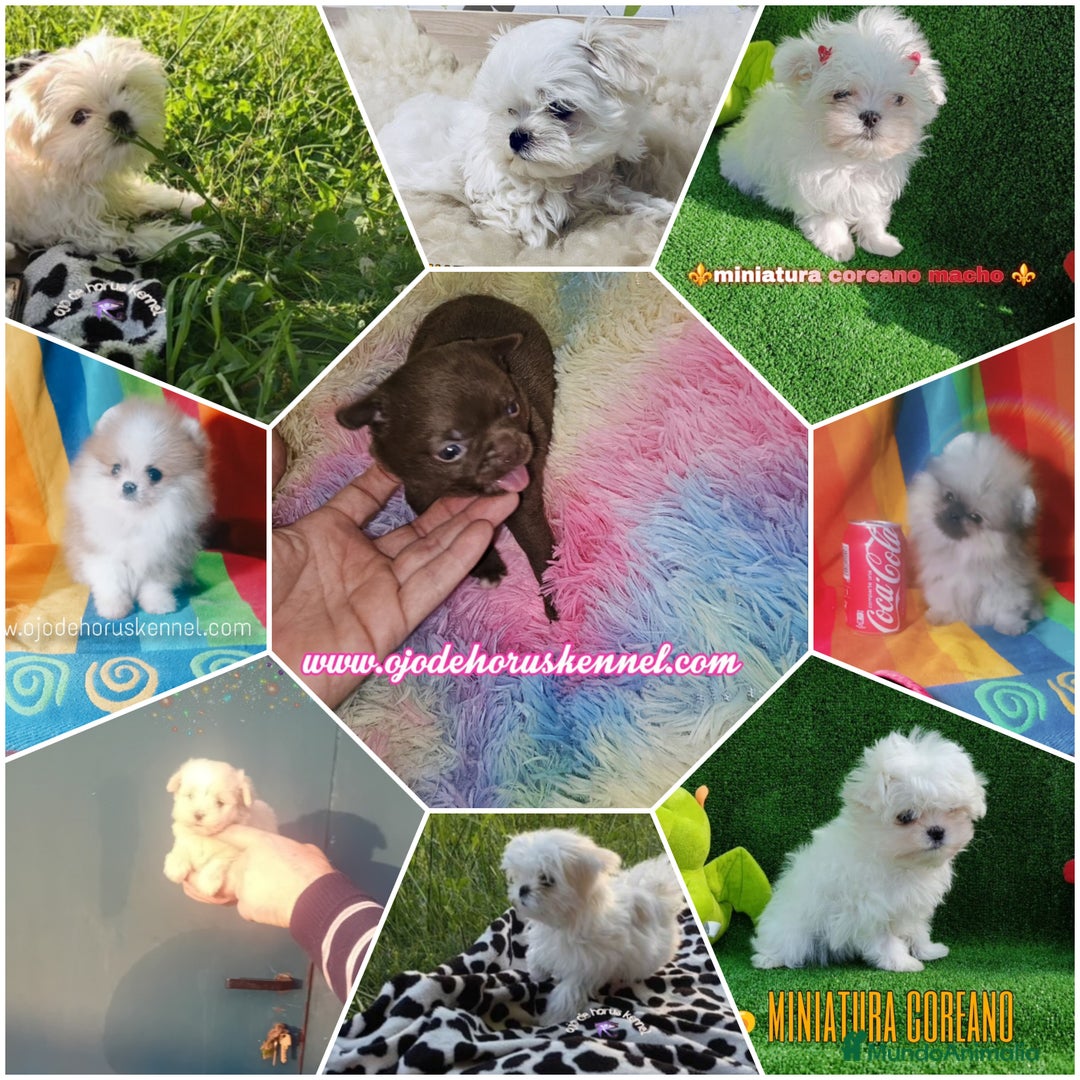 Bichón Maltés perros en venta: Preciosa bichon maltes coreano - Imagen 3
