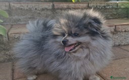 Pomerania perros en venta: Pomerania merle ojos dispares 50% línea rusa - Imagen 2