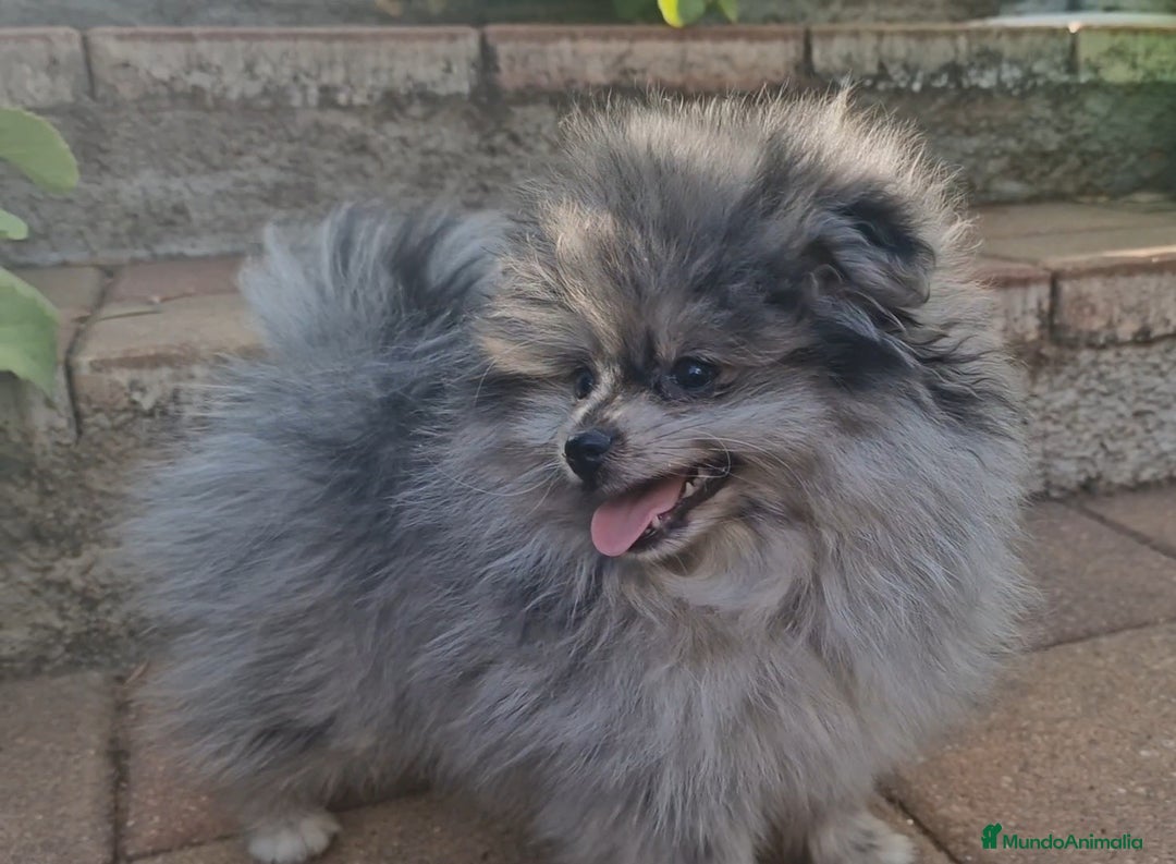 Pomerania perros en venta: Pomerania merle ojos dispares 50% línea rusa - Imagen 2