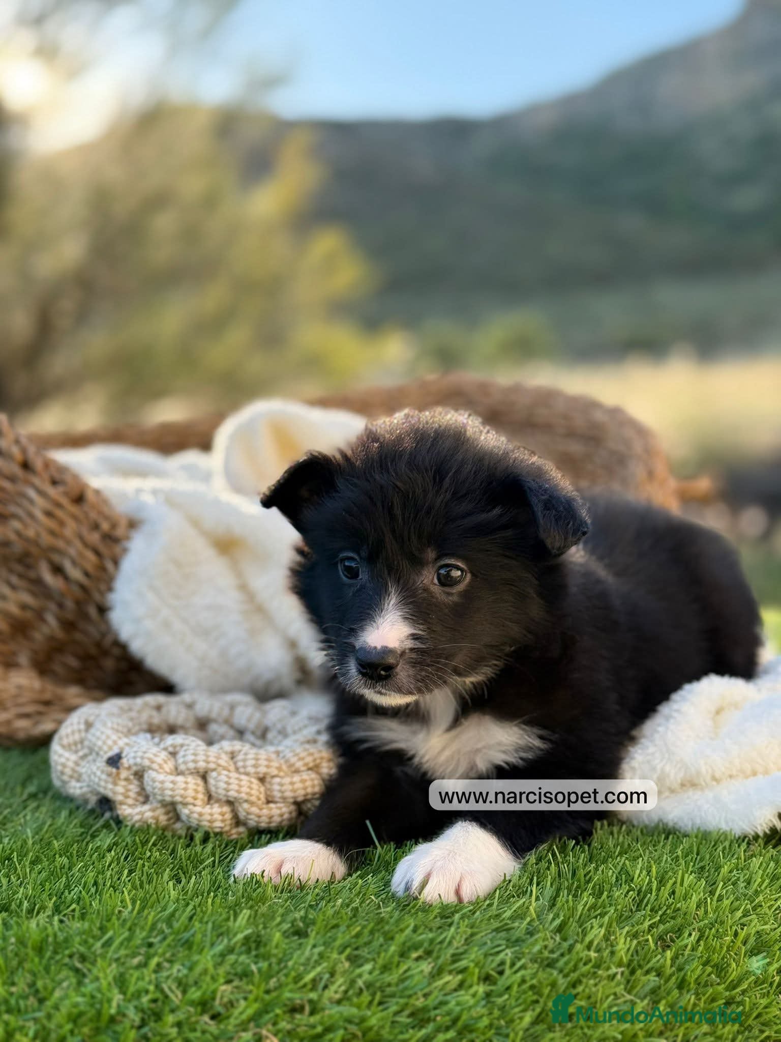 Border Collie perros en venta: BORDER COLLIE HEMBRA - Anuncio 4