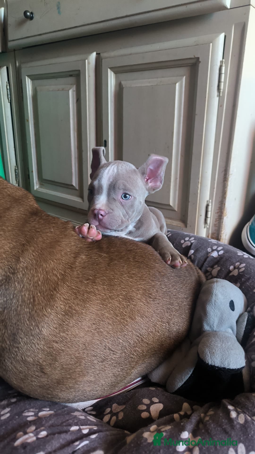 American Bully perros American bully pocket  - Anuncio 3