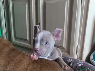 American Bully perros American bully pocket - Anuncio 3