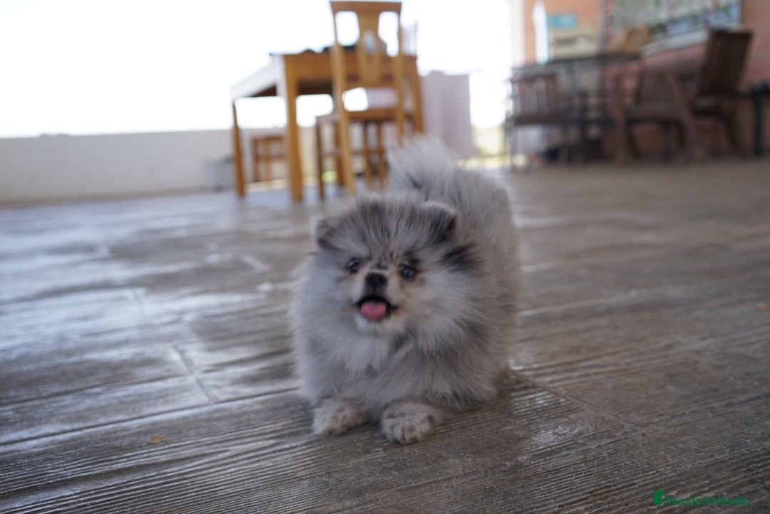 Pomerania perros en venta: 🌌 Prodigy – Pomerania Merlé en miniatura 🐾 - Imagen 3