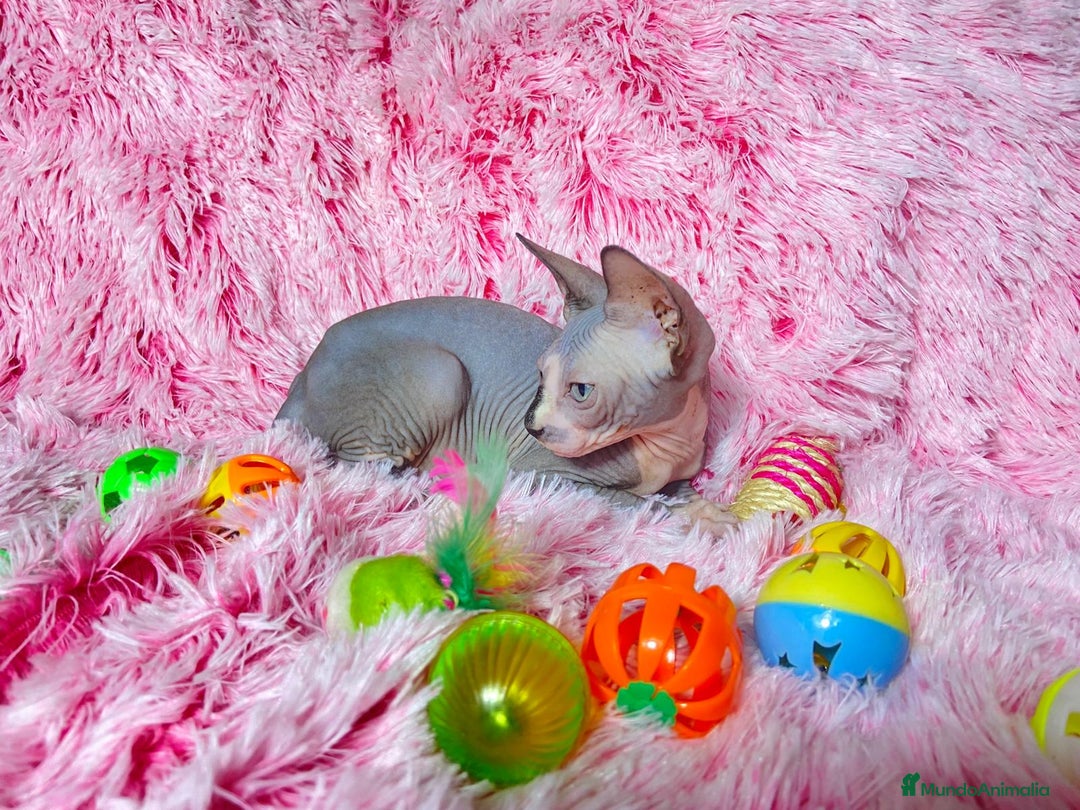Sphynx gatos en venta: Gatita blue/bicolor - Imagen 3