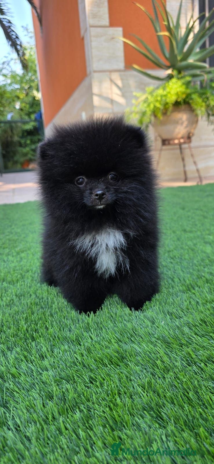 Pomerania perros Excelentes pomeranias línea de campeones - Anuncio 2