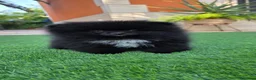 Pomerania perros en venta: Excelentes pomeranias línea de campeones - Anuncio 2