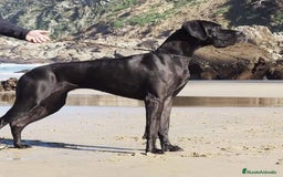 Dogo Alemán perros en venta: Espectacular camada de Dogo Alemán  - Imagen 1