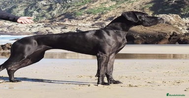 Dogo Alemán perros - Anuncio 10