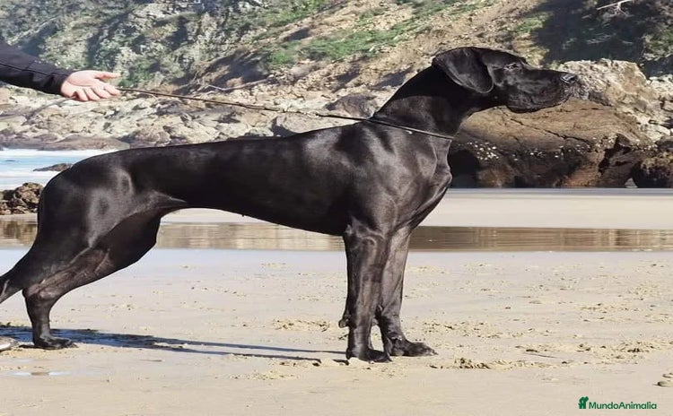 Dogo Alemán perros - Anuncio 1