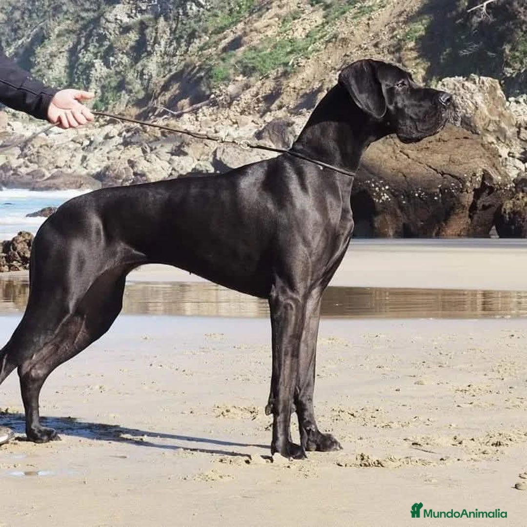 Dogo Alemán perros en venta: Espectacular camada de Dogo Alemán  - Imagen 1