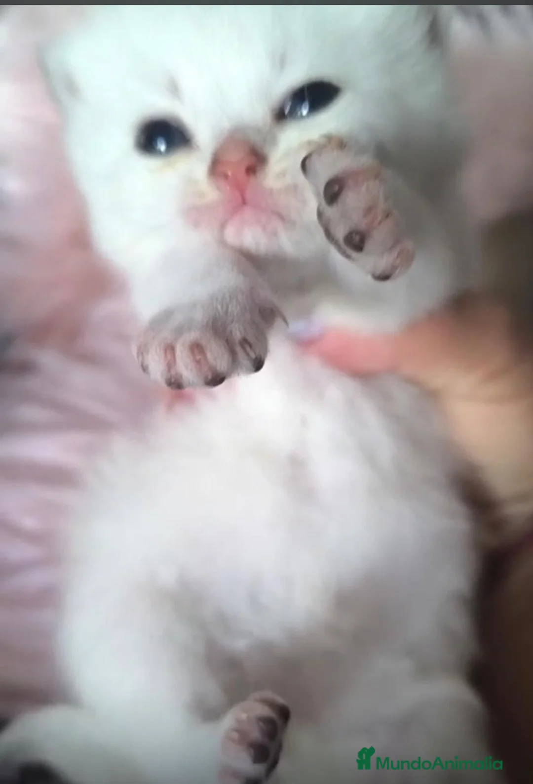 Británico de Pelo Largo gatos en venta: Macho y hembra de British shorthaire - Anuncio 1