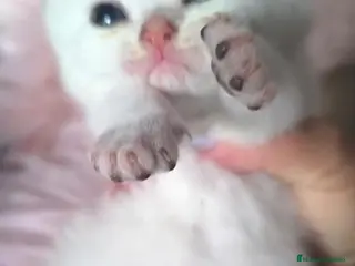 Británico de Pelo Largo gatos Macho y hembra de British shorthaire - Anuncio 1