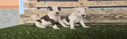 American Staffordshire-Terrier perros en venta: American Stanford  - Anuncio 1