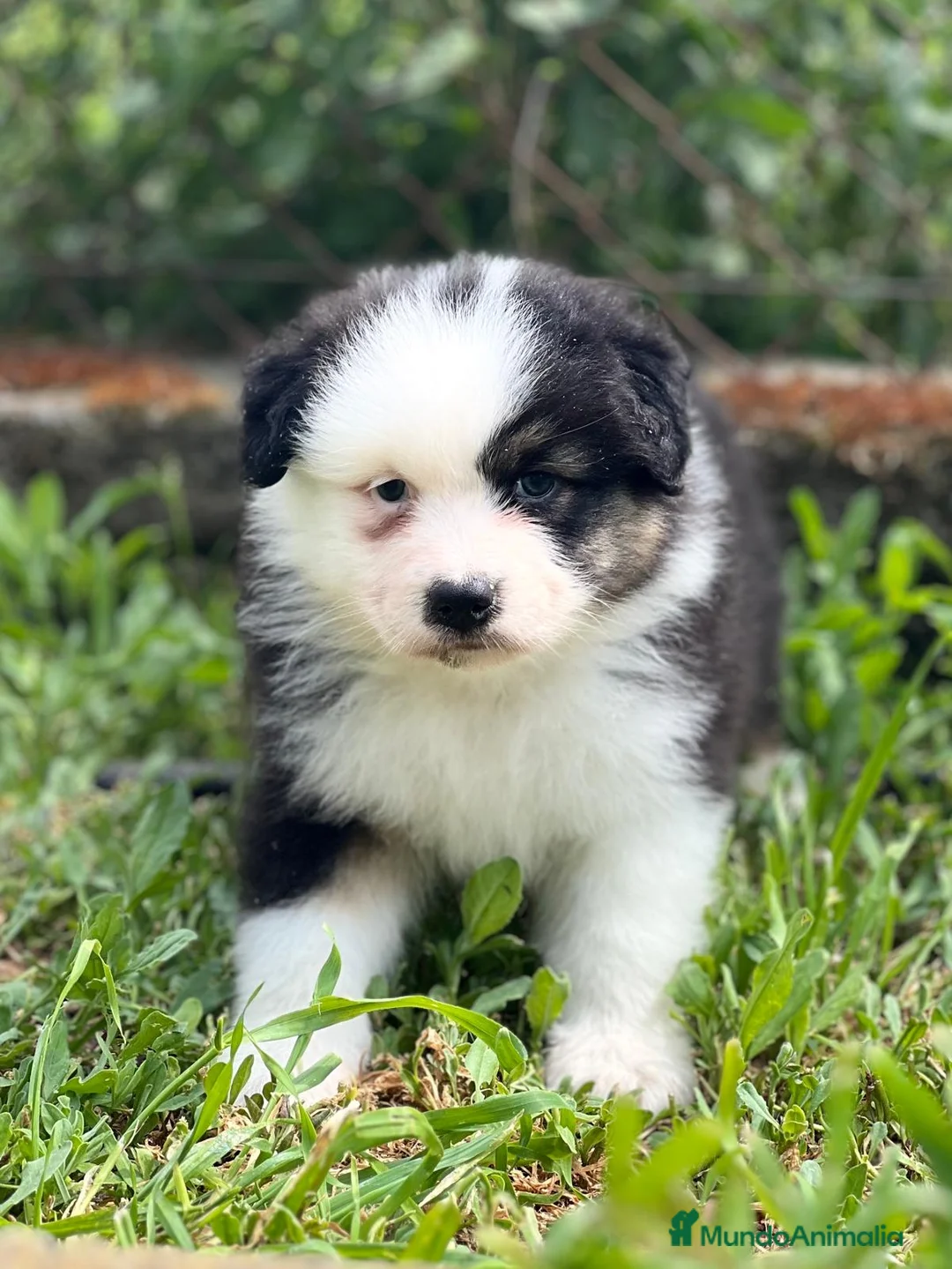 Pastor Australiano perros en venta: Pastor australiano  en Barcelona - Anuncio 1