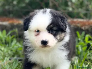 Pastor Australiano perros Pastor australiano en Barcelona - Anuncio 3